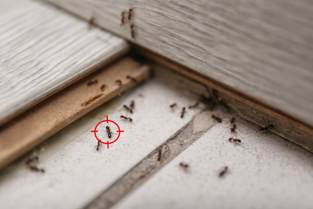 Best Wasp Removal Services  in Beavercreek, OH